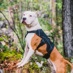 Pet harness for outdoor adventure